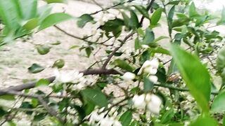 Knu Multa plant new flowers