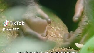 Monyet cerdas #videoshort