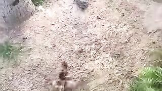 Run Chicken Run!!! Crocodiles are coming