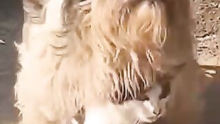 Funny video ???? Attractive video