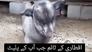 Awesome video fun for everyone