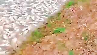 Fish worth 15 lakh rupees killed with poison.