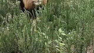 Lions