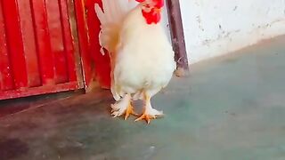 White rooster ll parda