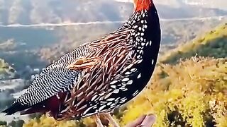 Beautiful bird ll bird