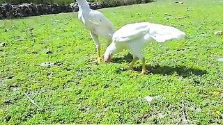 These are white ll gold