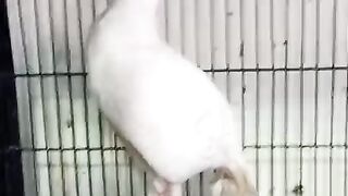 Me in cage ll am i