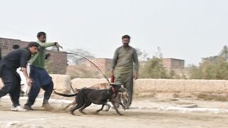 dog Race | Pets Dogs | puppy Dogs Video #viral #pets #dogsrace