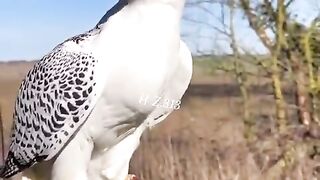 The powerful bird