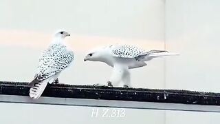 These beautiful birds are purching