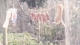 a cat is trying to get food