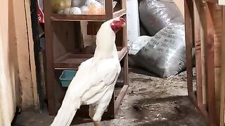 White bird ll bird is white