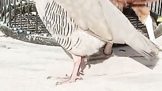 Hen and chick