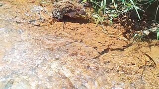 Swimming hedgehog