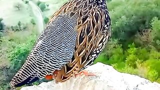 A very good bird