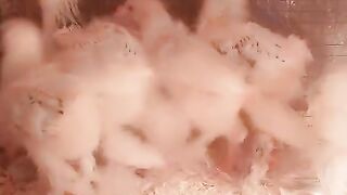 The chicken ????
