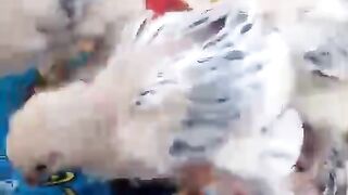 Kpk kpk kpk
