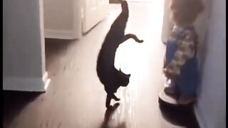 a cat is stretching in a hand stand pose