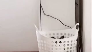 a cat is spying