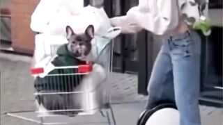 the girl carried all the shopping on an electric scooter