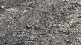 a chicken is dancing around