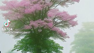 Nature video