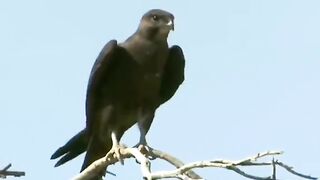How much prey did this eagle get?