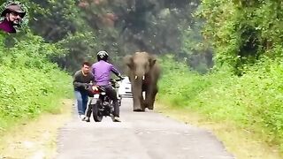 Elephant Chasing Bike Cycle Car Foot Ride