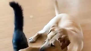 Adorable kitten Dog wrestle.