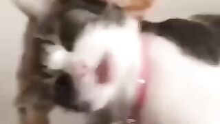 Very funny cat and dogs compilation..