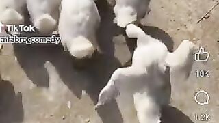 Animals also slay