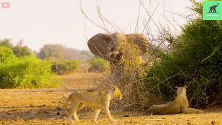 The Elephant Madly Kills The Lions To Avenge The Death Of The Baby Elephant -
