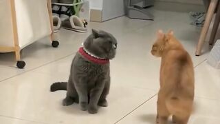Funny video