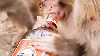 Monkey waine