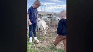 ????????Best Funny Videos compilation - Fail And Pranks???? TRY NOT TO LAUGH #4