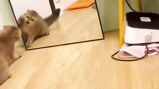 Cats vs mirrors!