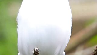 Birds.wildlife.animal