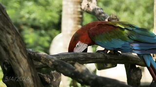 Macaw parrot feeding on a branch