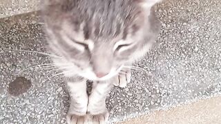 Cat animal cute foryou