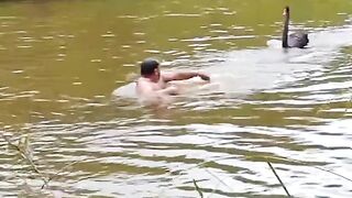 swimming while being chased by geese