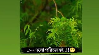 বাবুই পাখির বাসা