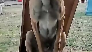 Smart dog