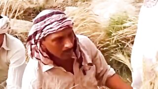 Gandom ki kati bota