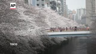 Tokyo welcomes cherry blossoms in full bloom.