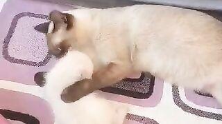 Louna cat