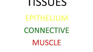 Tissues
