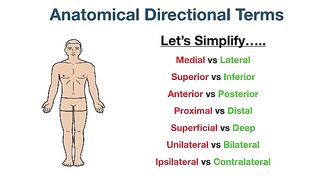 Anatomical position