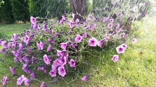 Flowers in rainy season