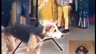 Dog performance