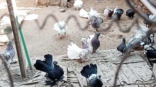 Beautiful pigeon